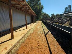 A dirt path runs between a metal barn on the left and a fenced area with sheep eating from a trough on the right, under a clear blue sky and surrounded by trees.